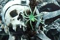 helloweenburny_188